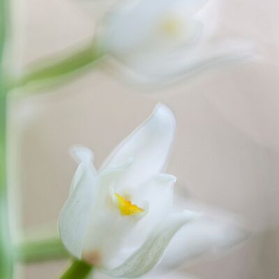 2. Platz: Hugo Wassermann - Waldvögelein