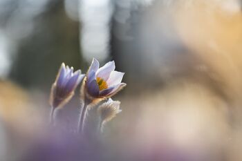 Pulsatilla vernalis
