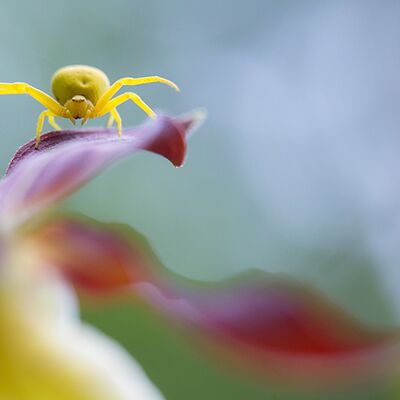 3. Platz: Helmut Elzenbaumer - Krabbenspinne