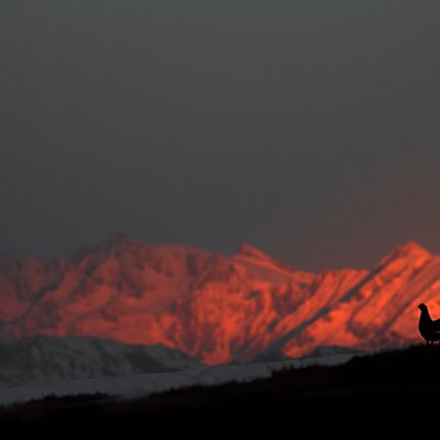 3. Platz: Matthias Gritsch - Birkhuhnbalz im Morgenrot