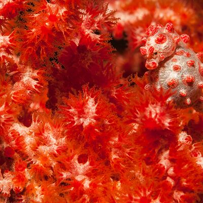 4. Platz:  Manuel Plaickner - Zwerg-Seepferdchen