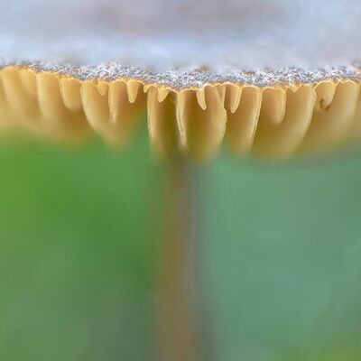 5. Platz: Maurizio Barchi - Fungo