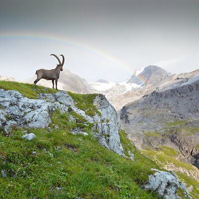 5. Platz: Christoph Platzer - Steinbock