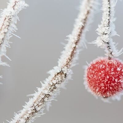 6. Platz: Sepp-Hackhofer - Gemeiner-Schneeball