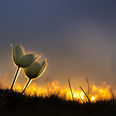 6. Platz: Konrad Bachmann - Frühlingsboten