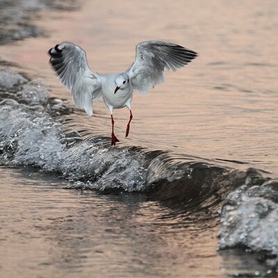 6. Platz: Rolando Moser
