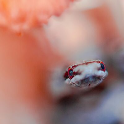 8. Platz: Günther Plaickner - Schlingnatter