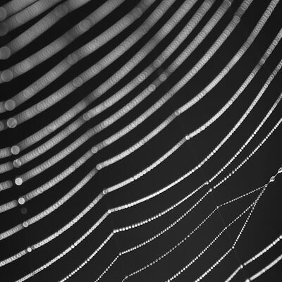 9. Platz: Hubert Hilscher - Spinnennetz