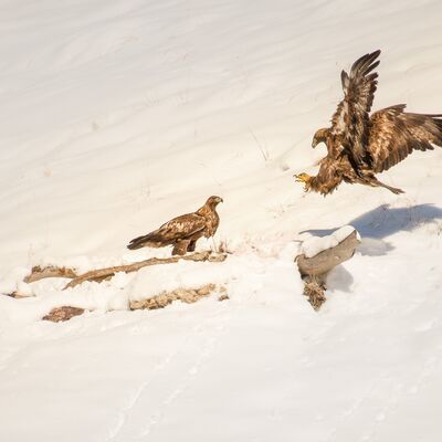 10. Platz: Reinhard Arnold - Steinadlerpaar