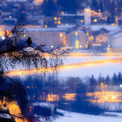 2. Platz: Lukas Schäfer - Stiller Beobachter