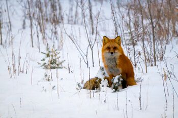 volpe rossa_Canada