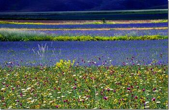 Kornblumen am Pian Grande