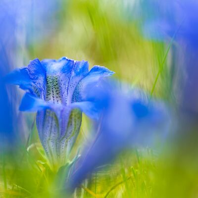 9. Platz: Giovanni Maurizi - Genziana