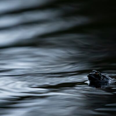 9. Platz: Kerstin Siepmann - Moonlight serenade