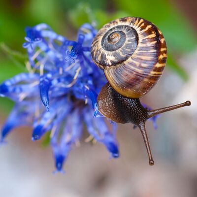 10. Platz: Walter Oberlechner - Schnecke auf Teufelskralle