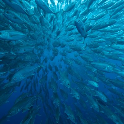 2. Platz: Manuel Plaickner - Im Fischschwarm