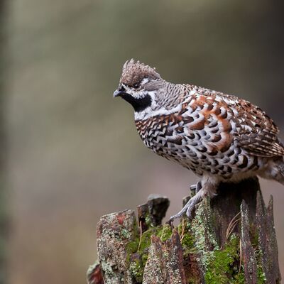 5. Platz: Georg Kantioler - Haselhuhn