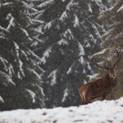 7. Platz: Helmut Elzenbaumer - Hirsch