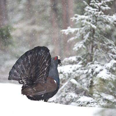 9. Platz: Pietro Ploner – Auerhuhn