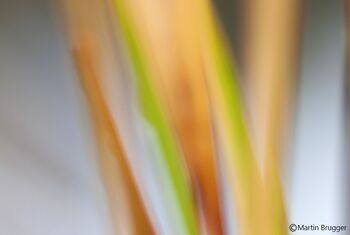 Farbkomposition im Herbst