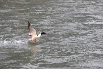 Gänsesäger in der Etsch