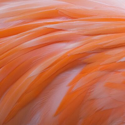 3. Platz: Erich Obkircher - Flamingo