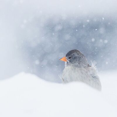 3. Platz: Helmut Elzenbaumer - Schneefink