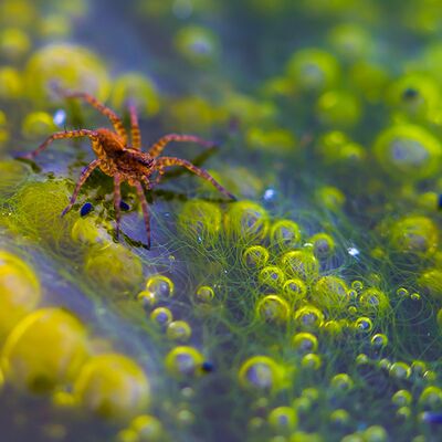 4. Platz: Günther Plaickner - Spinne