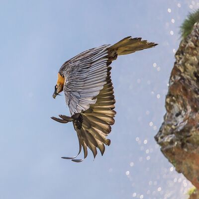 4. Platz: Horst Eberhöfer - Bartgeier