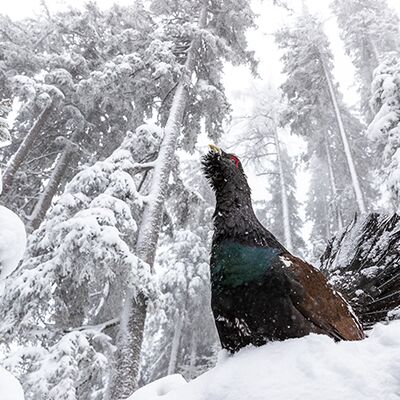 4. Platz: Wolfgang Obkircher - Auerhahn
