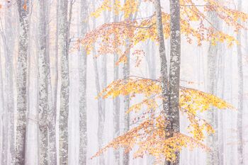 Im Buchenwald / Nella Faggeta