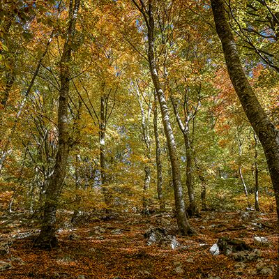 6. Platz: Maurizio Barchi - La faggeta