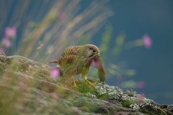 pranzo nel giardino fiorito