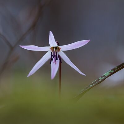 7. Platz: Sepp Hackhofer - Hundszahnlilie