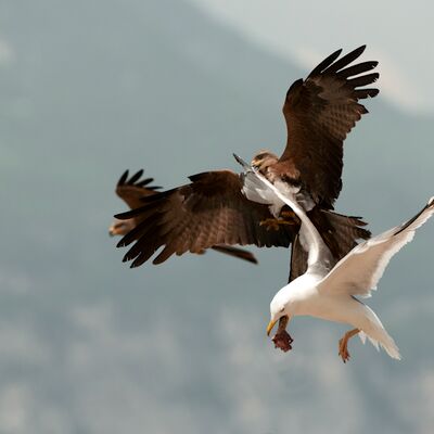 7. Platz: Valter Pallaoro - Prepotenza