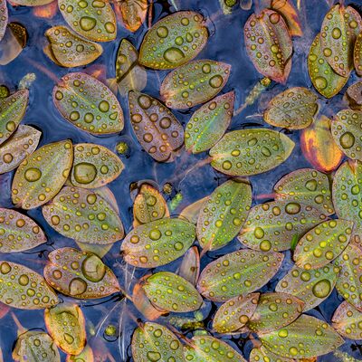 10. Platz: Sepp Hackhofer - Knöterich-Laichkraut