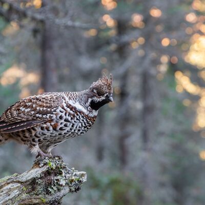 10. Platz: Georg Kantioler - Haselhuhn