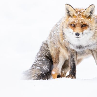 1. Platz: Manuel Plaickner - Fuchs im Schneefall