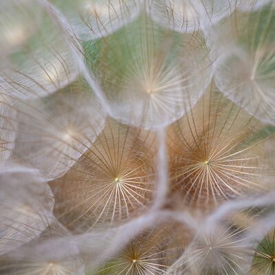 2. Platz: Roberto Siniscalchi - Bocksbart