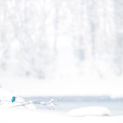 2. Matthias Gritsch - Eisvogel in Winterlandschaft