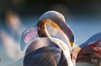 flamingo in Camargue