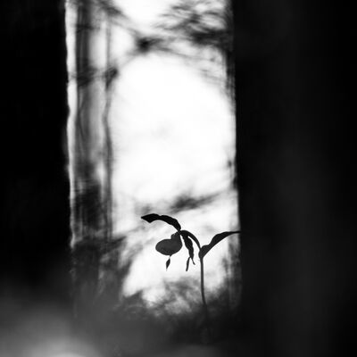 7. Platz: Matthias Gritsch - Frauenschuh