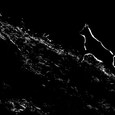 8. Platz: Claudio Sferra - Junge Gams