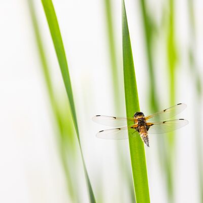 9. Platz: Ulrike Ploner - Die zarte Libelle