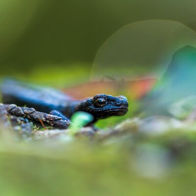 9. Platz: Giovanni Maurizi - Salamandrina