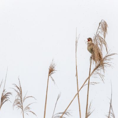 9. Platz: Ulrike Ploner - Rohrsänger