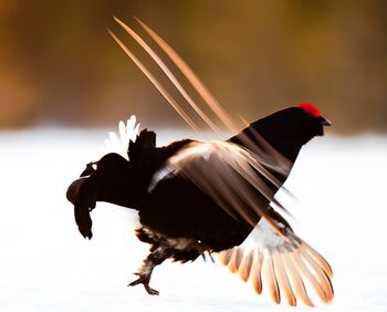 gallo forcello_Finlandia