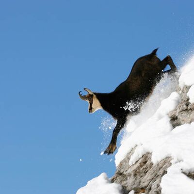 1. Platz: Taschler Georg - Gamsbock