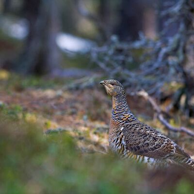5. Platz: Elzenbaumer Helmut - Auerhenne