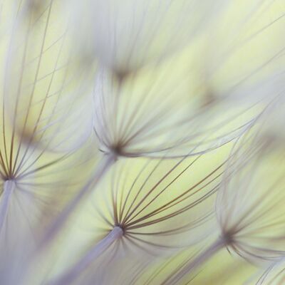 2. Platz: Georg Kantioler - Wiesenbocksbart